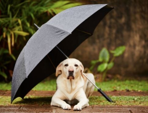 Dog laying under an umbrella on a rainy day