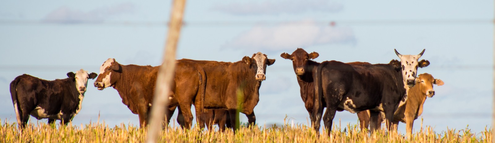 Cows standing in a field
