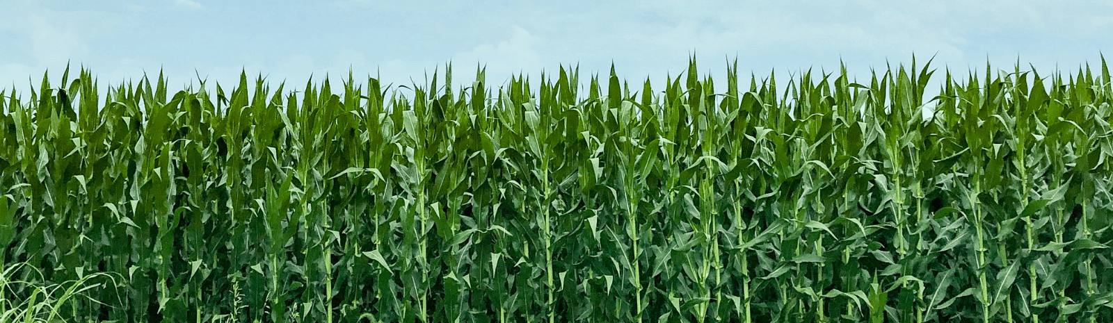 Field of corn